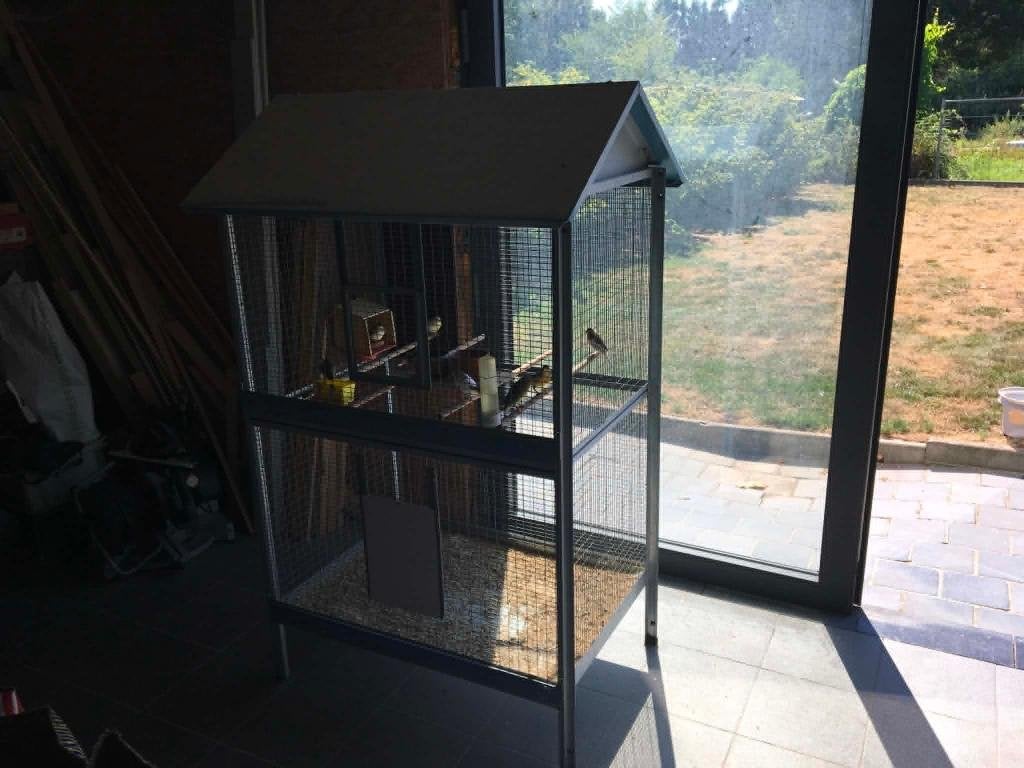 kanaries, Dieren en Toebehoren, Vogels | Kanaries