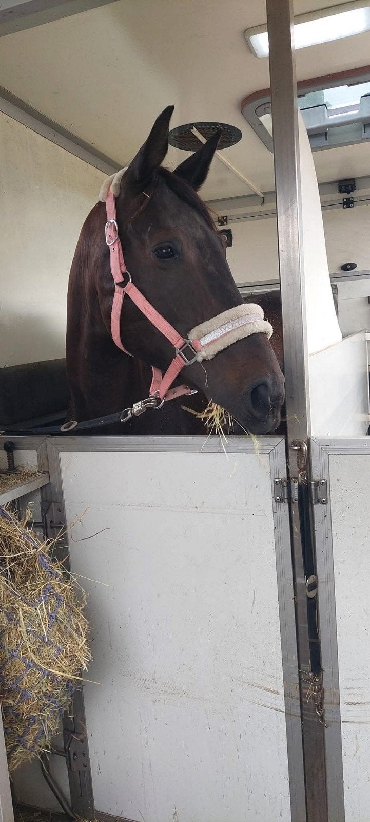 3 halve stallen 1 verzorgpaard, Jument, Débourré, Cheval de dressage