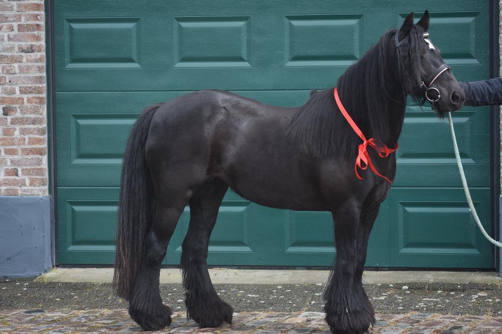 Beginnersgeschikte, 10 jarige , gitzwarte Tinker dame, Animaux & Accessoires, Poneys, Jument, B, Poney D (1.37 m à 1.48m), Poney de récréation