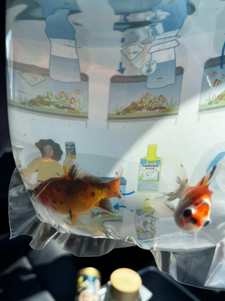 2 gratis goudvissen+vissenvoer, Vis, Zoetwatervis
