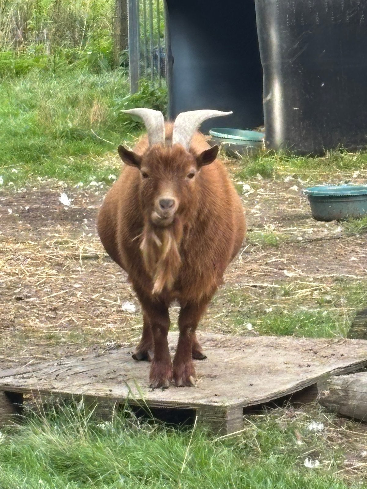 .dwerg bellegeitje bok te koop, Dieren en Toebehoren