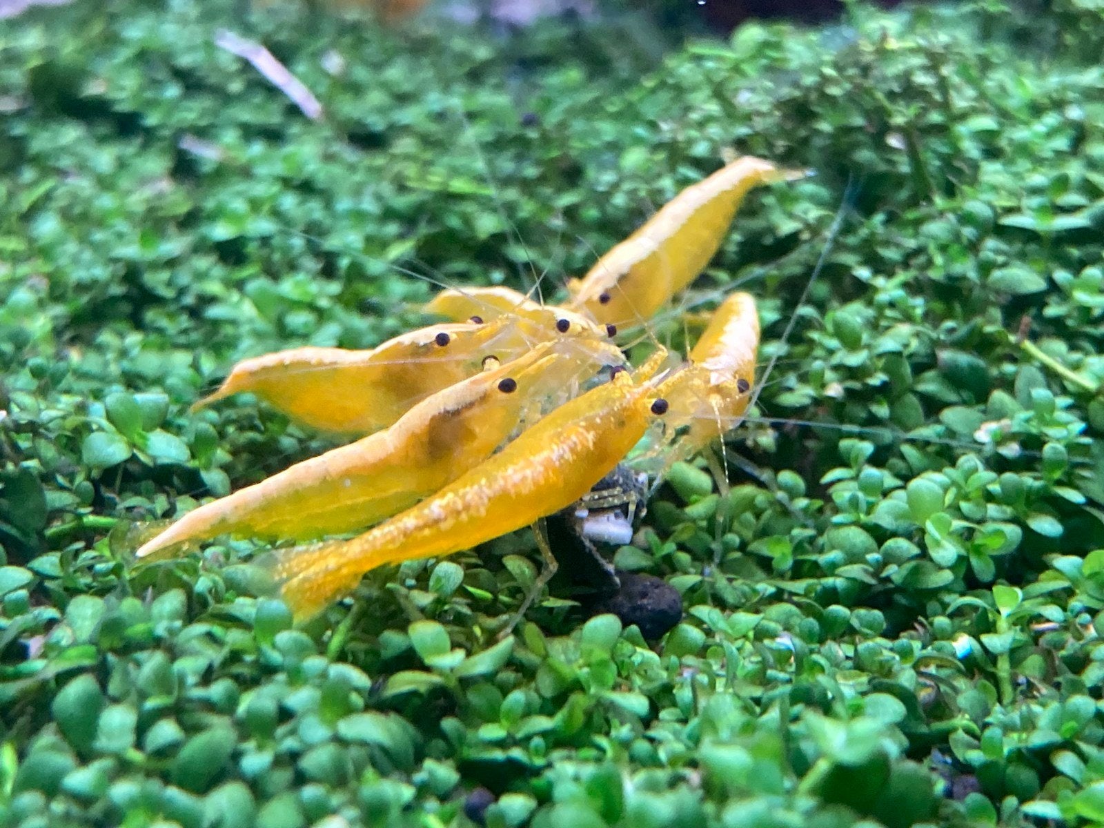 Gele neocaridina backstripe garnalen