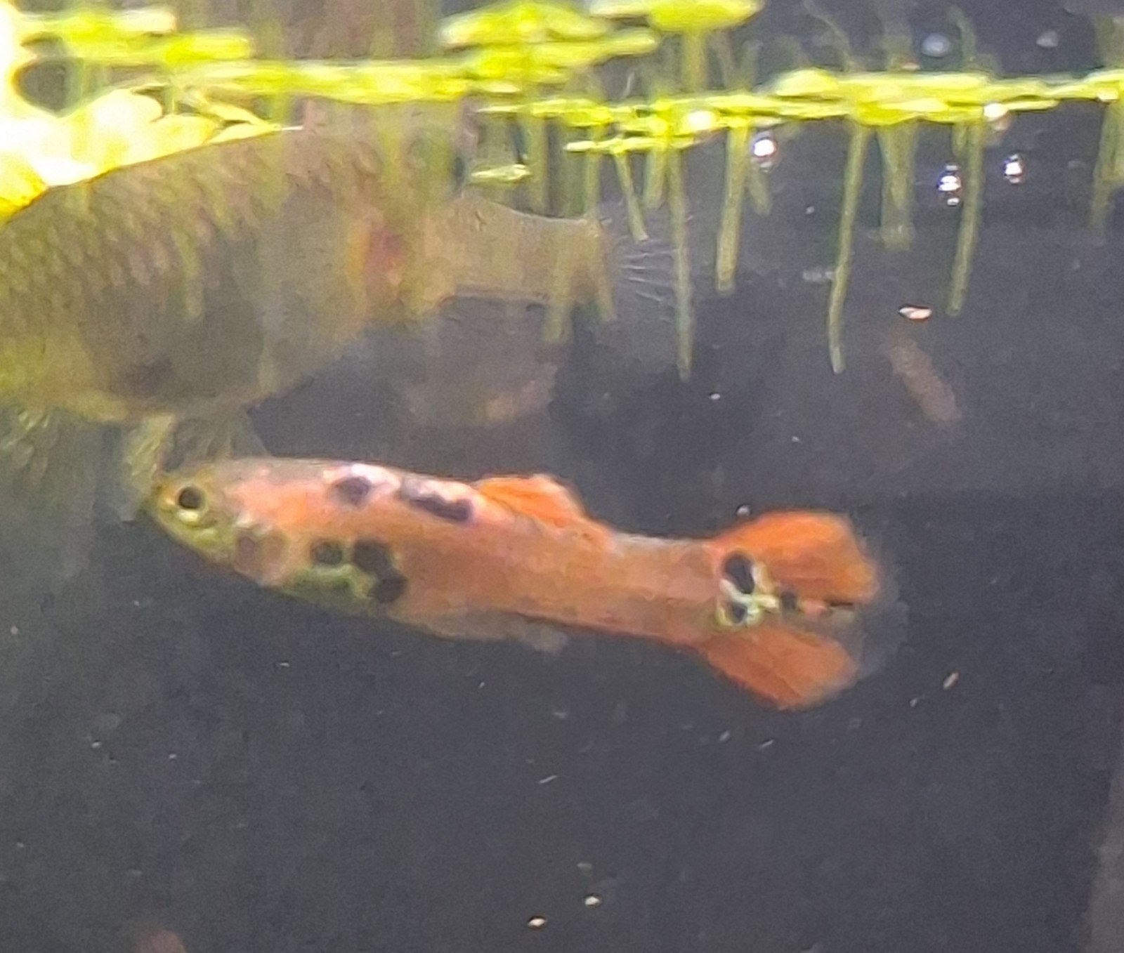 endler guppy's, Animaux & Accessoires, Poisson, Poisson d'eau douce