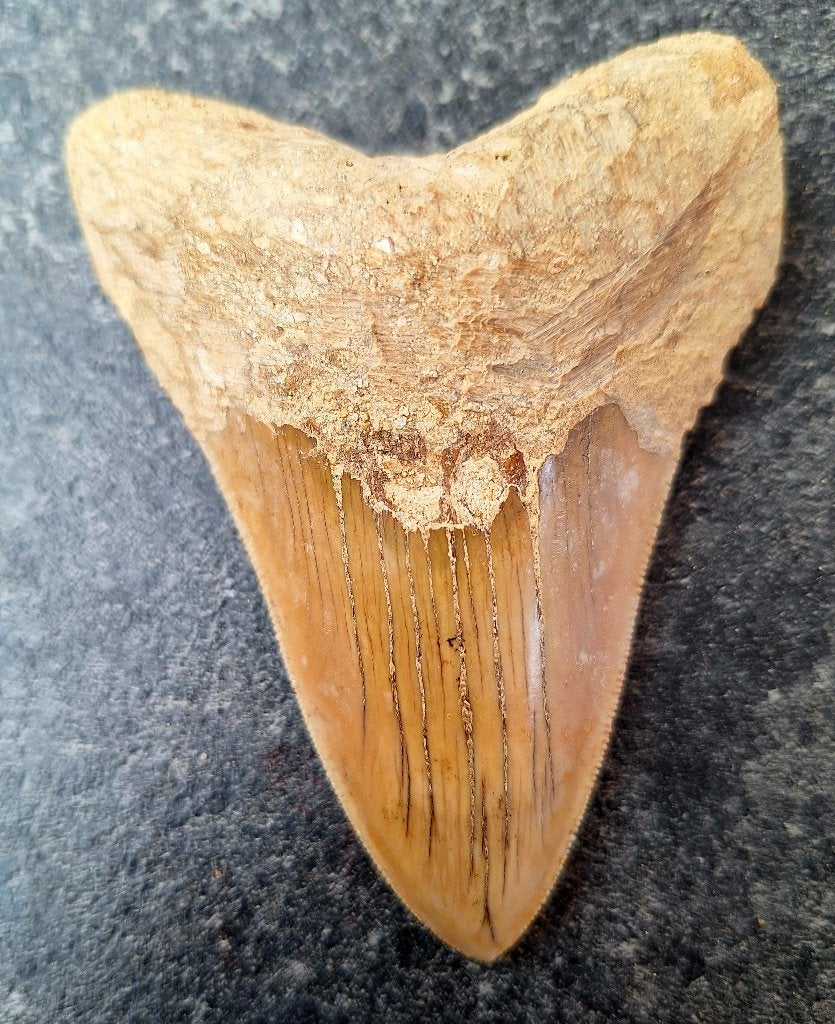 dent de mégalodon indonésien 9,5x7,1x2,4 cm, Enlèvement ou Envoi, Fossile