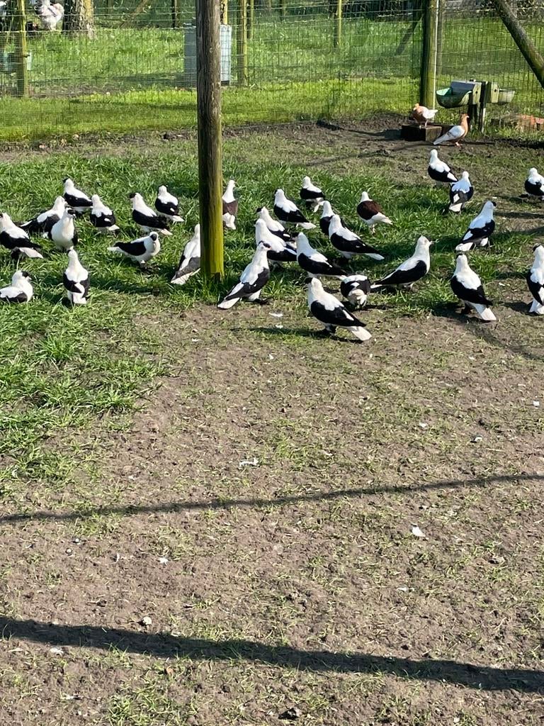 Sierduiven, Dieren en Toebehoren, Pluimvee, Meerdere dieren, Overige soorten