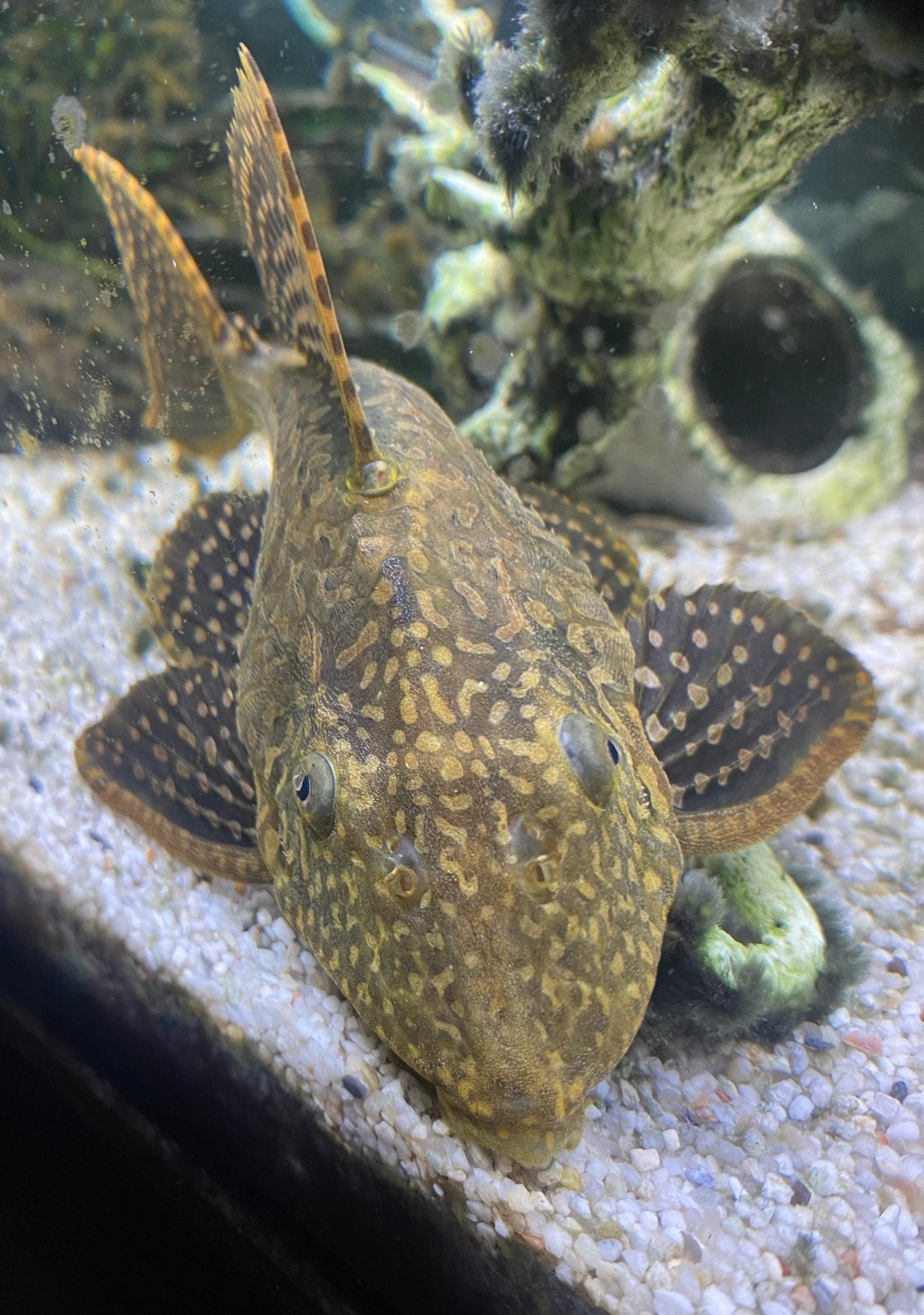Ruitenkuiser ( Pleco ), Animaux & Accessoires, Poisson, Poisson d'eau douce