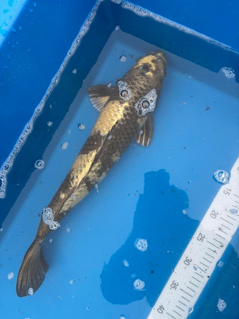 Special kin ki utsuri, Karper of Koi