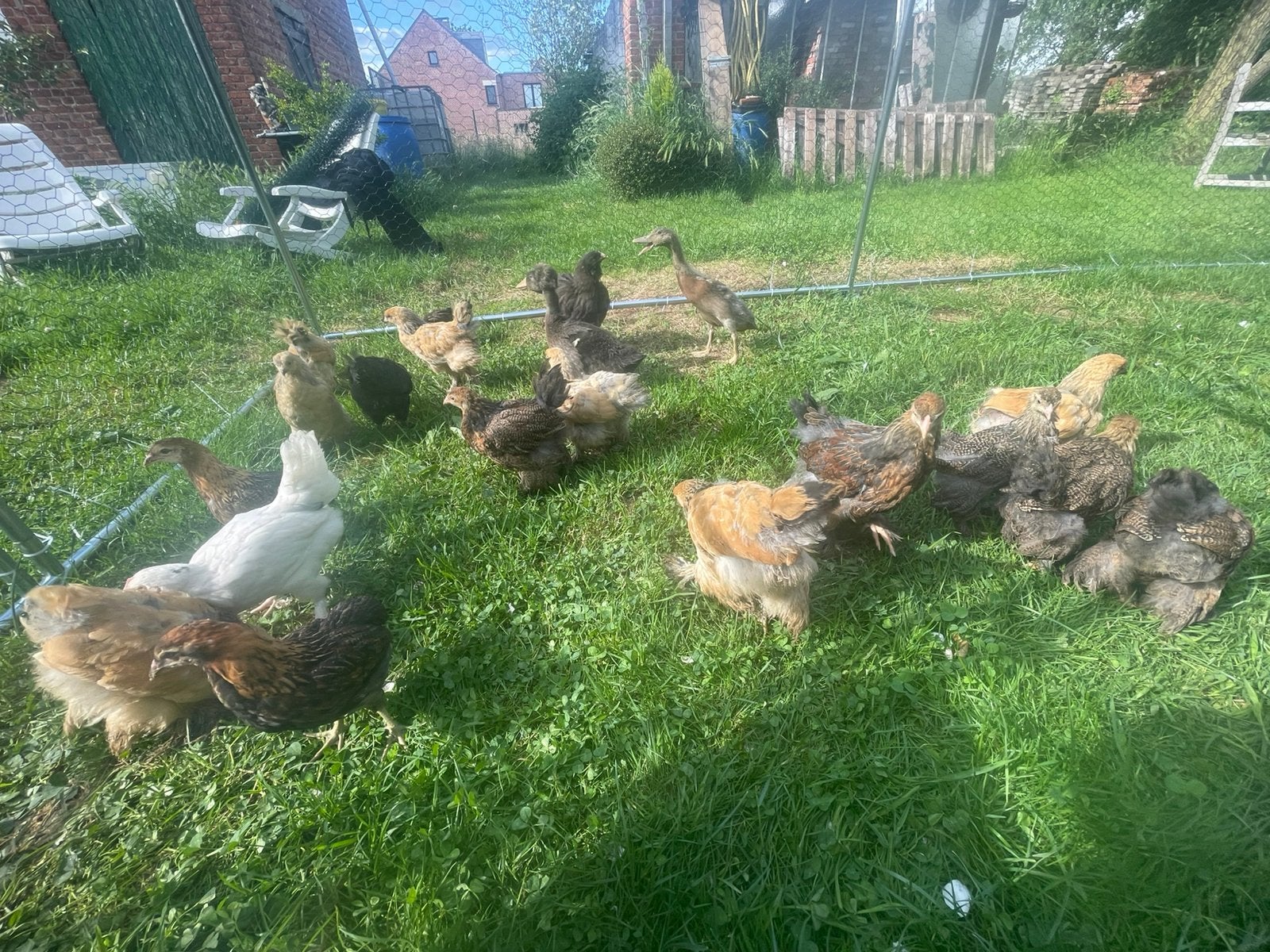 Poussins Brahma, Animaux & Accessoires, Sexe inconnu, Poule ou poulet