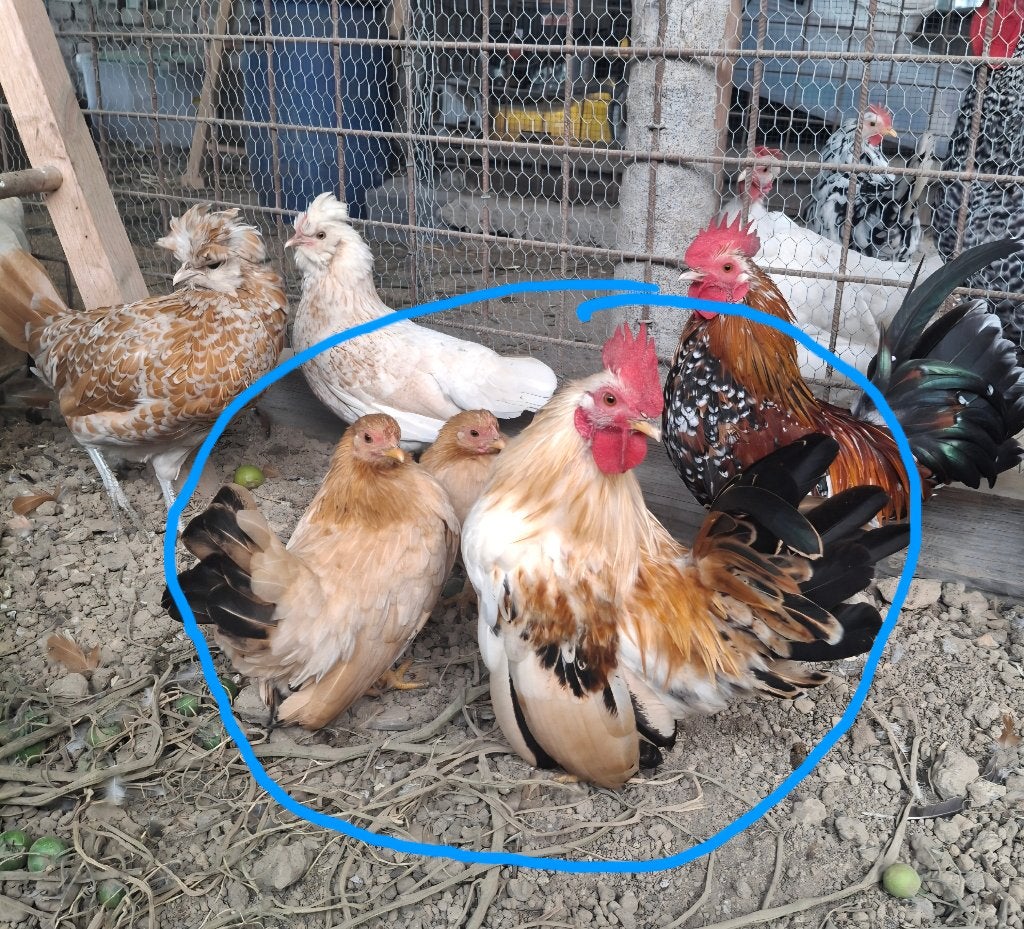 5 jeune poules et coq, Animaux & Accessoires, Enlèvement