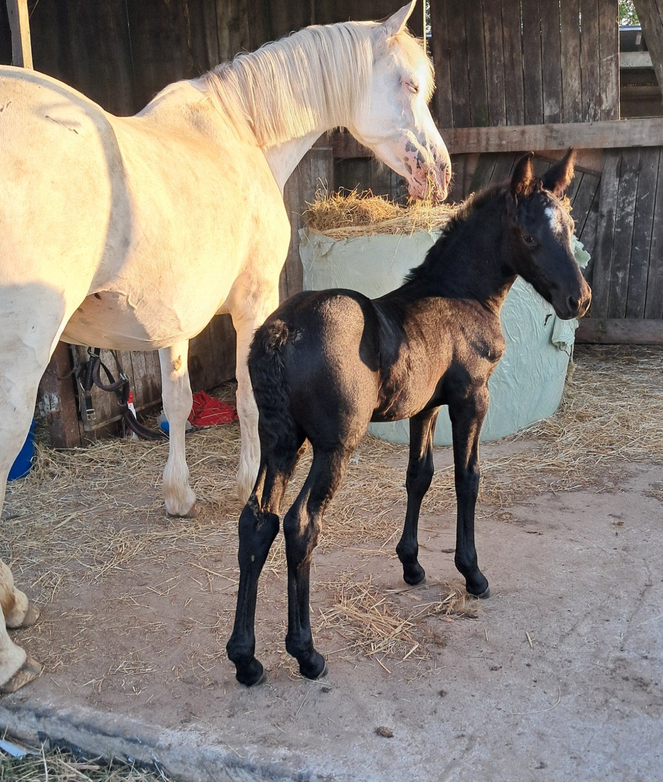 Mooi appaloosa x fries veulen te koop, Jument