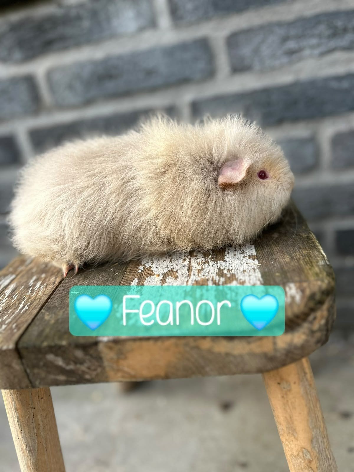 CH teddy beertjes zoeken fijne thuis!, Juillet, Cobaye, Domestique