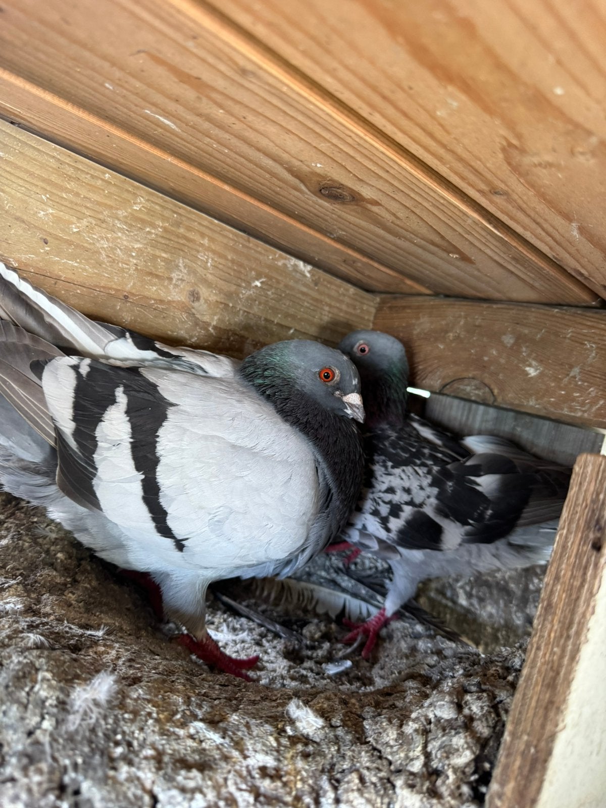 Kweekkoppel postduiven, Dieren en Toebehoren