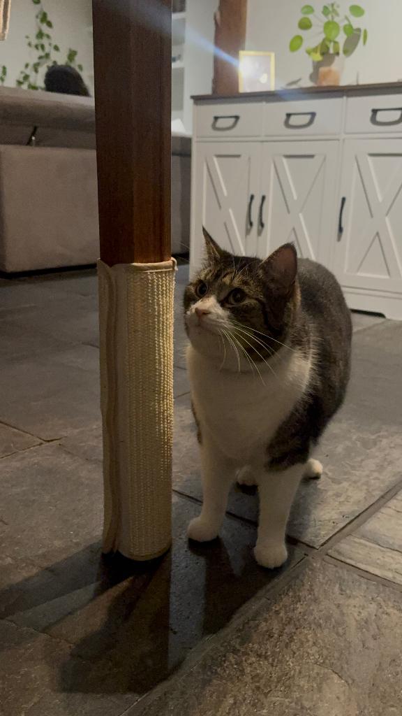Krabsleeve voor meubels, Animaux & Accessoires, Meubles griffoirs pour chats, Enlèvement ou Envoi, Neuf, Pièces de meubles à gratter
