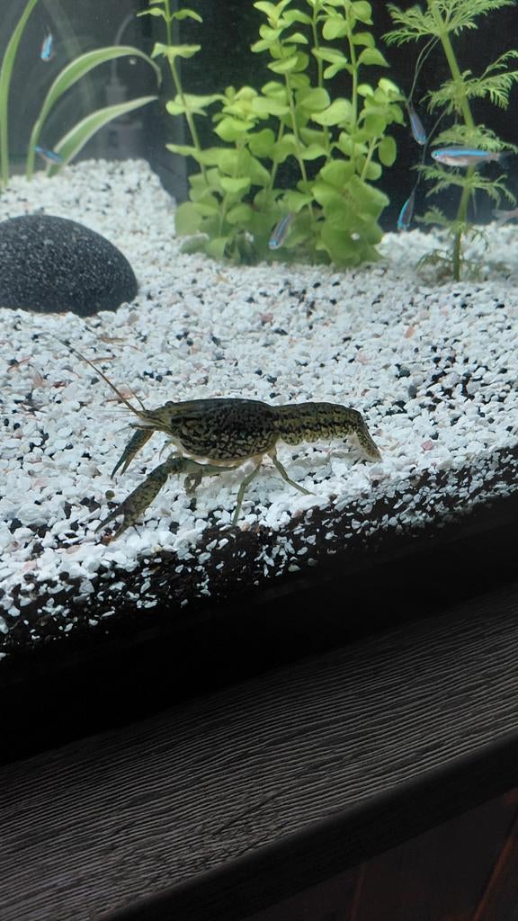 Marmer kreeft lees beschrijving, Animaux & Accessoires, Poissons | Aquariums & Accessoires, Enlèvement