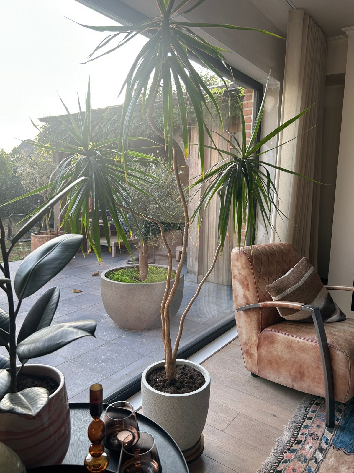Prachtige kamerplant, Tuin en Terras, Ophalen