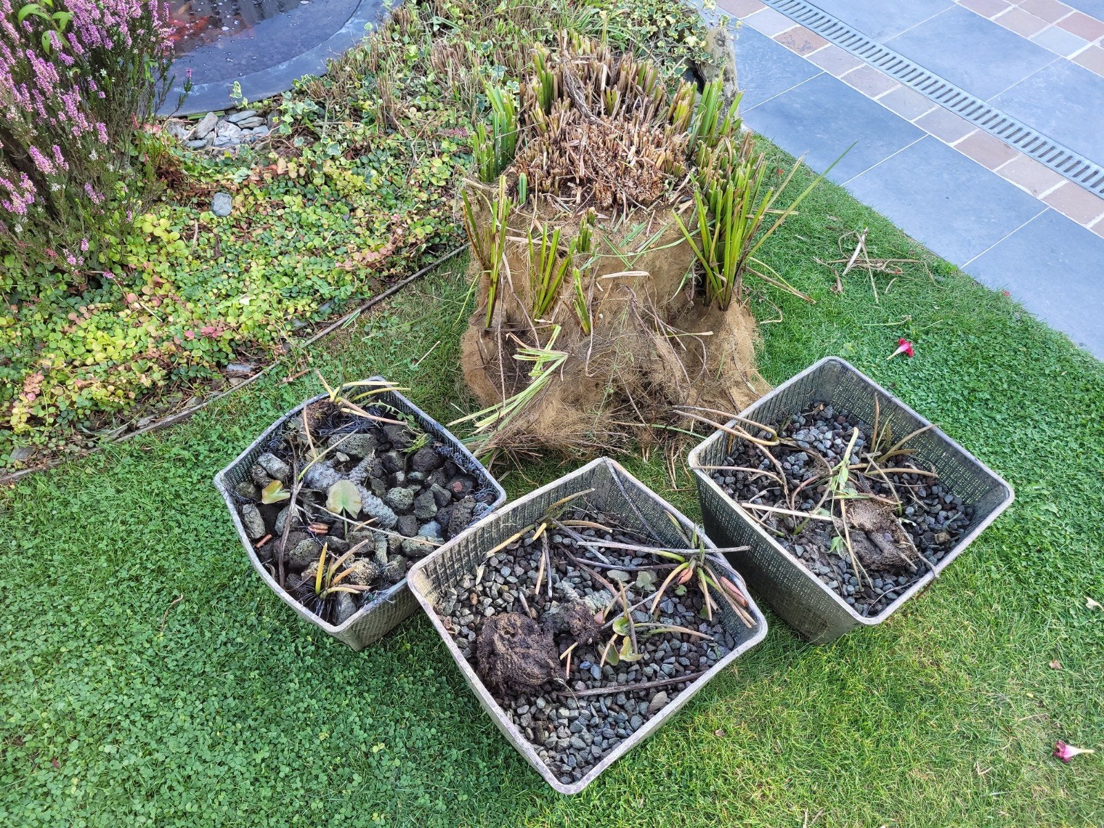 A DONNER, PLANTES D ETANG 0460 978298, Enlèvement, Autres espèces