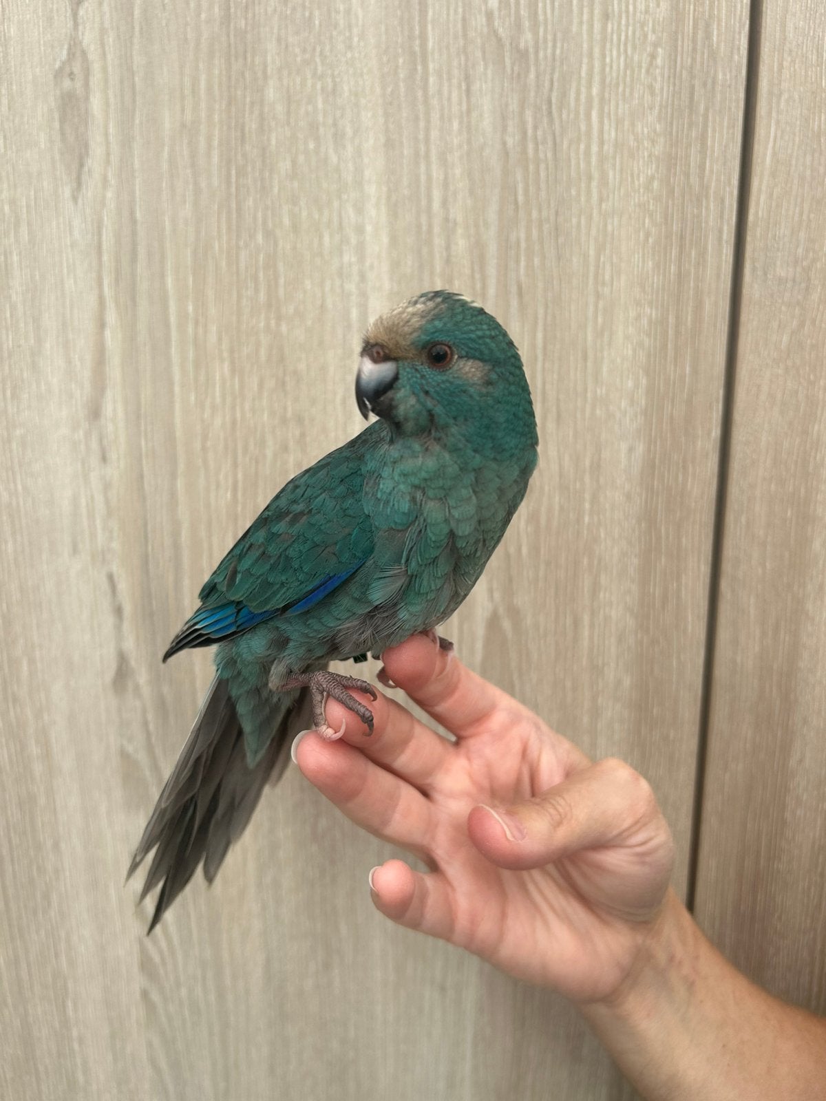 Kakariki, Animaux & Accessoires, Mâle
