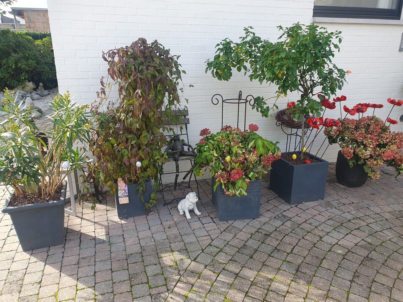bloemen in potten, Ophalen