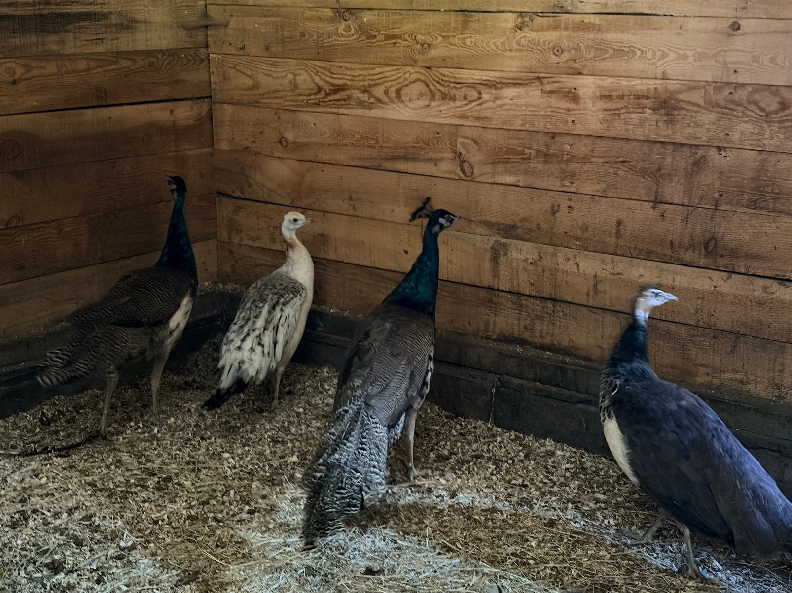 Koppel pauwen, Animaux & Accessoires, Volatiles