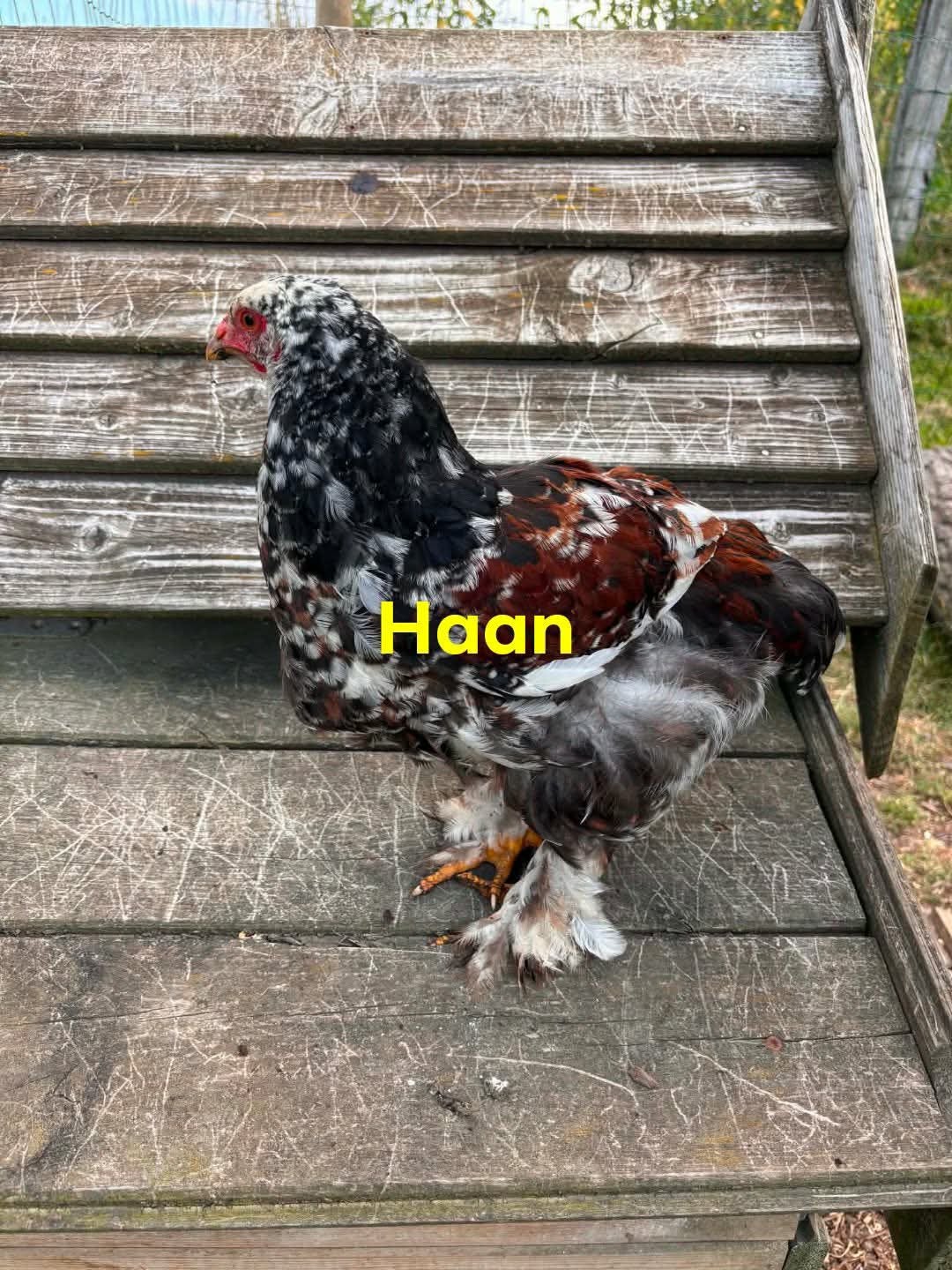Groothoender Brahma kuiken, Meerdere dieren, Kip