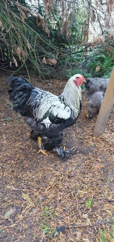 Brahma zilverpatrijs, Dieren en Toebehoren, Mannelijk, Kip