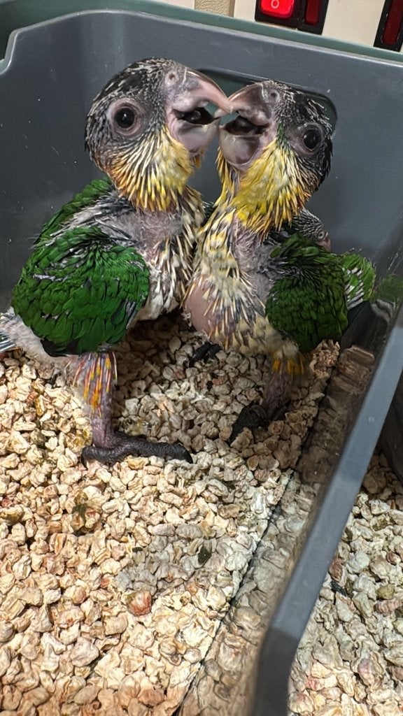 Te reserveren tamme zwartkop caiques, Sexe inconnu, Perroquet, Parleur