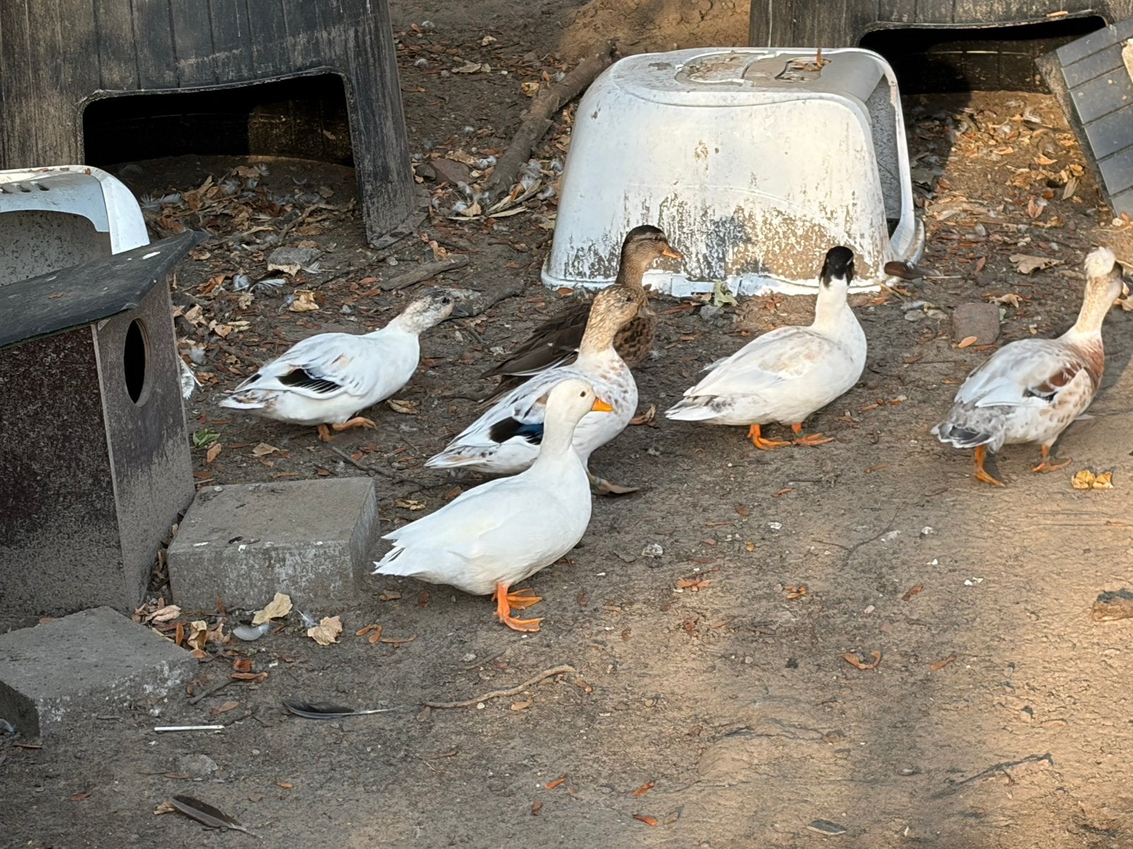 Loopeend en kwakers, Dieren en Toebehoren