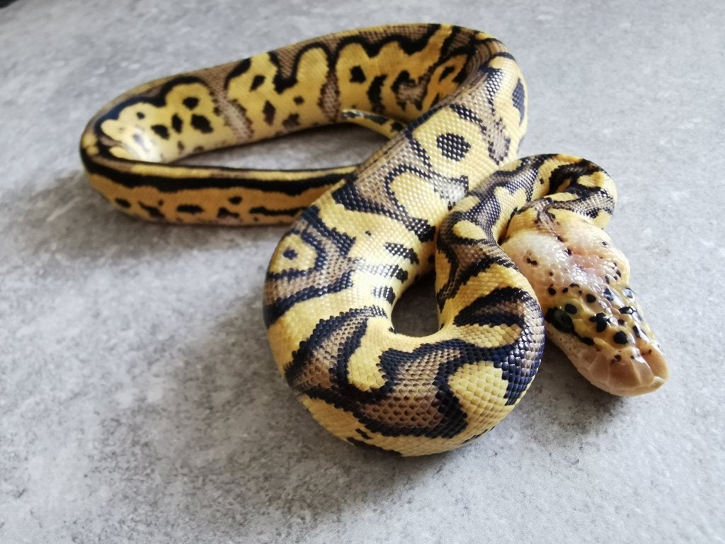 1.0 koningspython; python regius; Clown Pastel, Dieren en Toebehoren, Slang, Tam, 0 tot 2 jaar