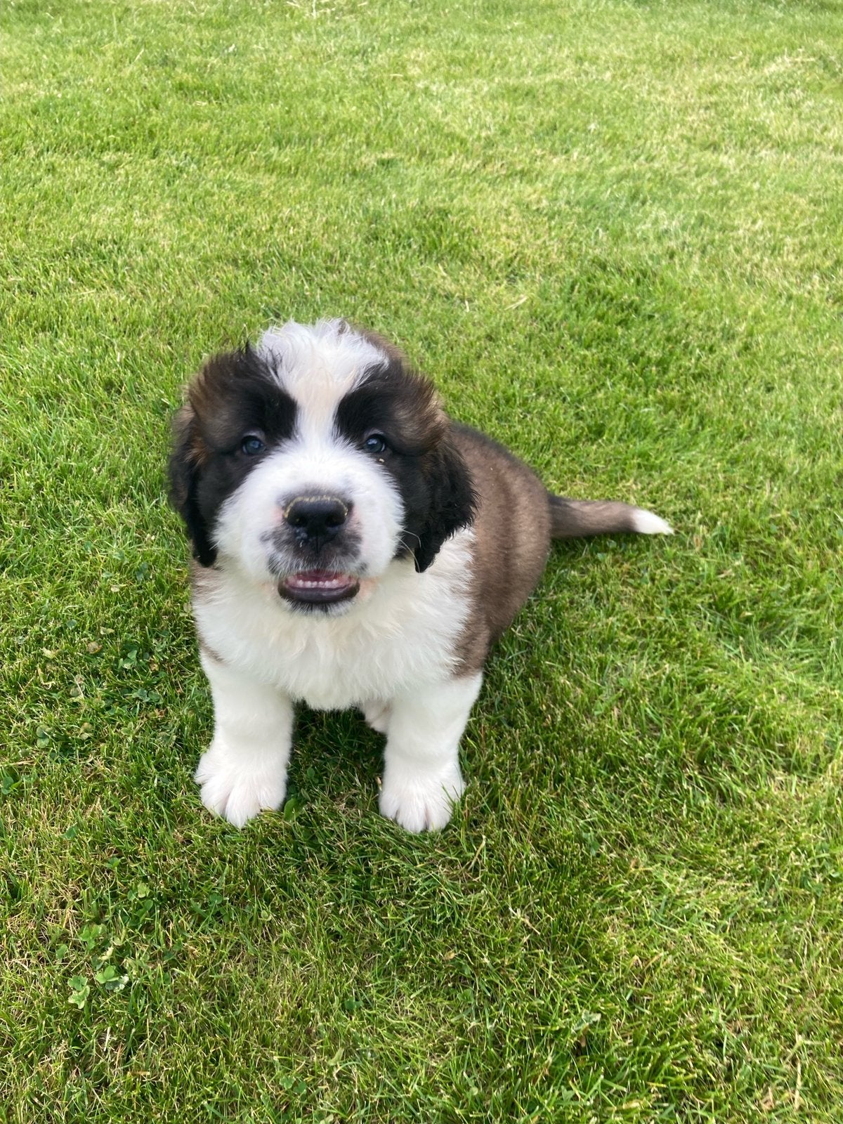 Sint bernard pups, Dieren en Toebehoren, België, Fokker | Hobbymatig, Overige rassen, 8 tot 15 weken