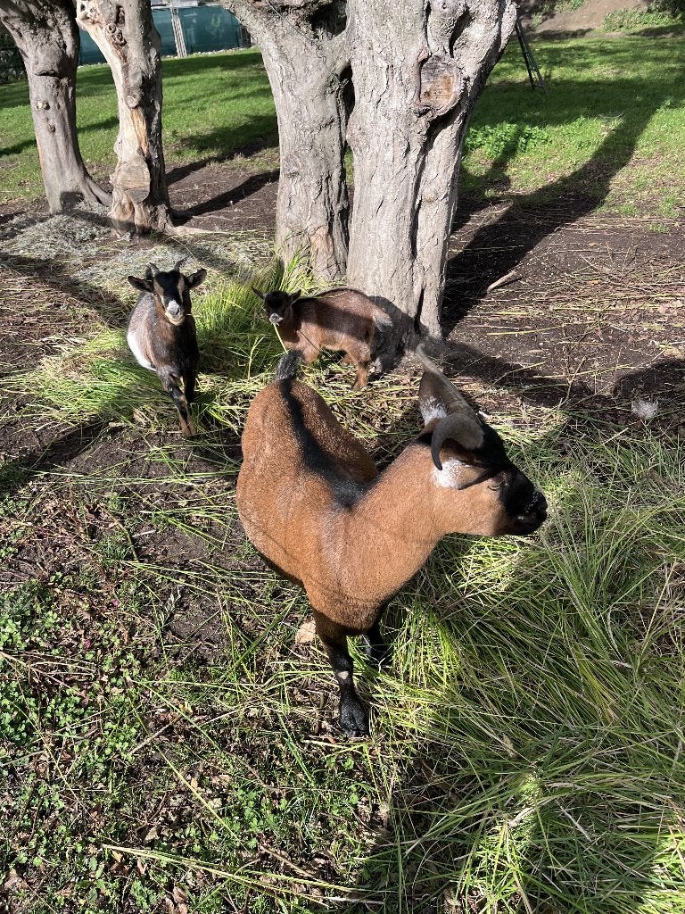 dwerggeitjes, Dieren en Toebehoren, Meerdere dieren, Geit