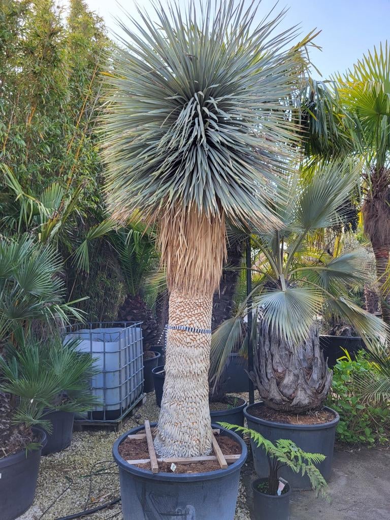 Yucca rostrata, tige épaisse de 2m20 et 1 m de circonférence, Enlèvement