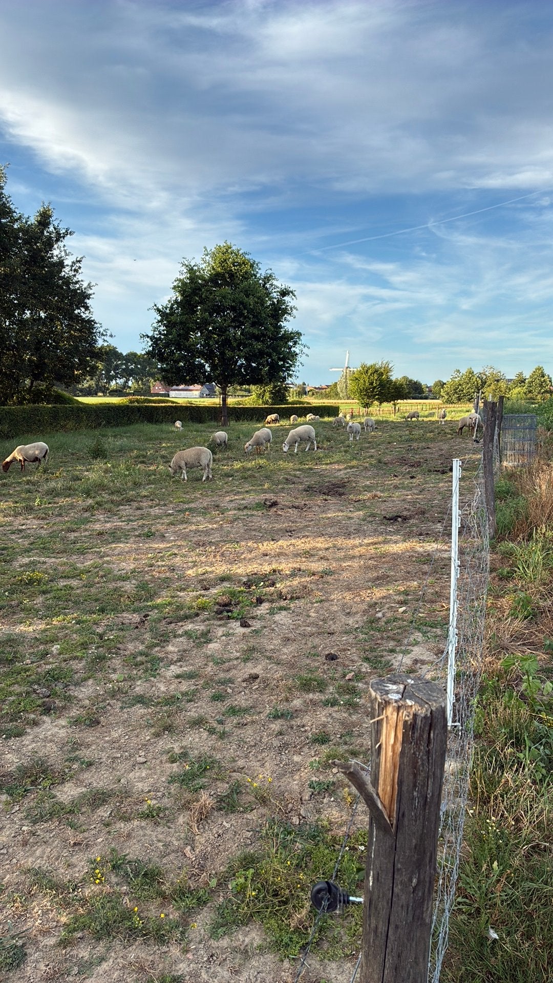 Schapen en lammeren, Dieren en Toebehoren, Weidegang