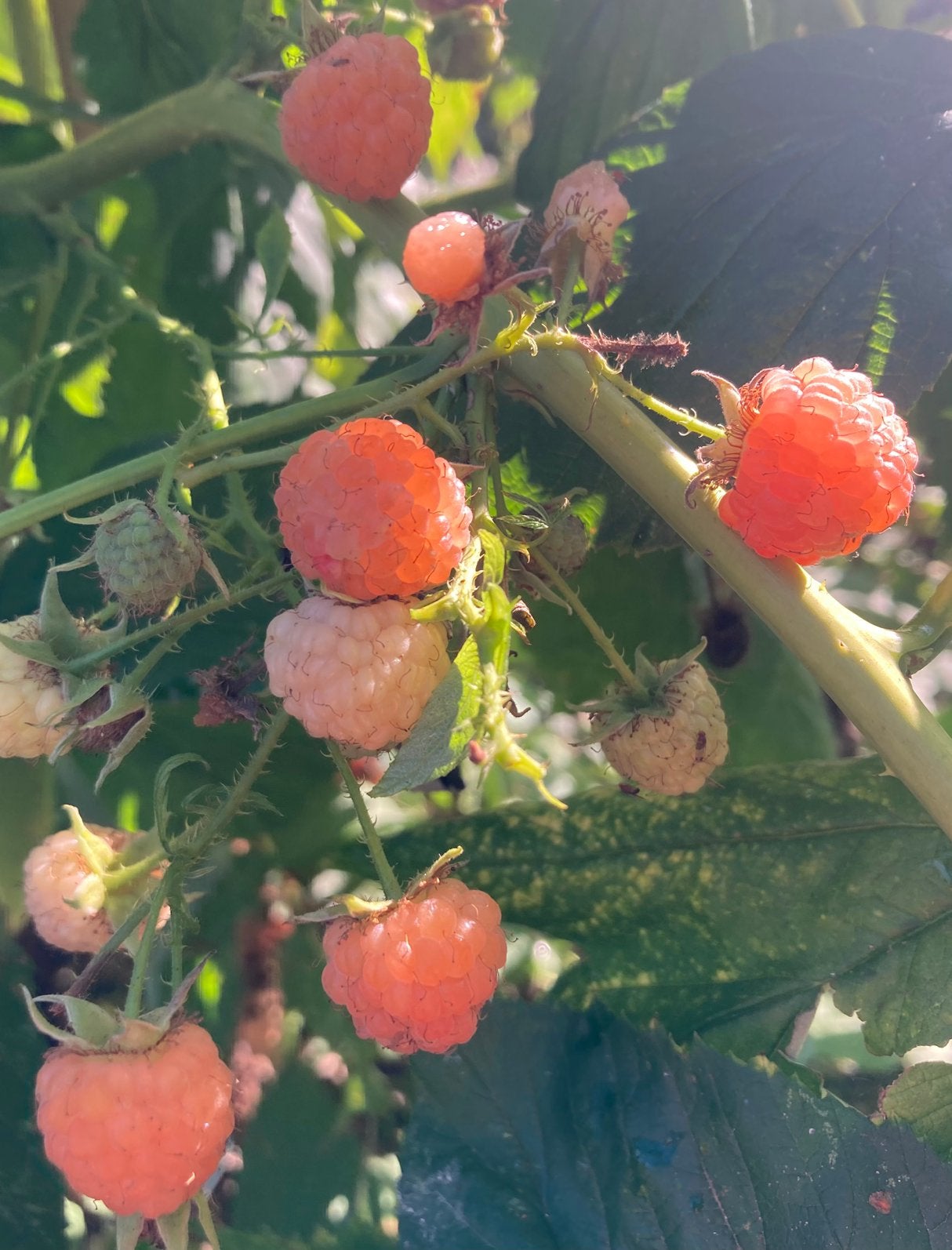 Framboos golden bliss., Tuin en Terras, Ophalen