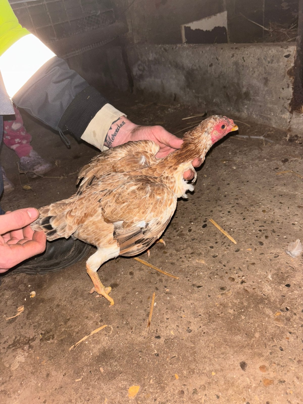 Krielshamo trio te koop, Meerdere dieren, Kip
