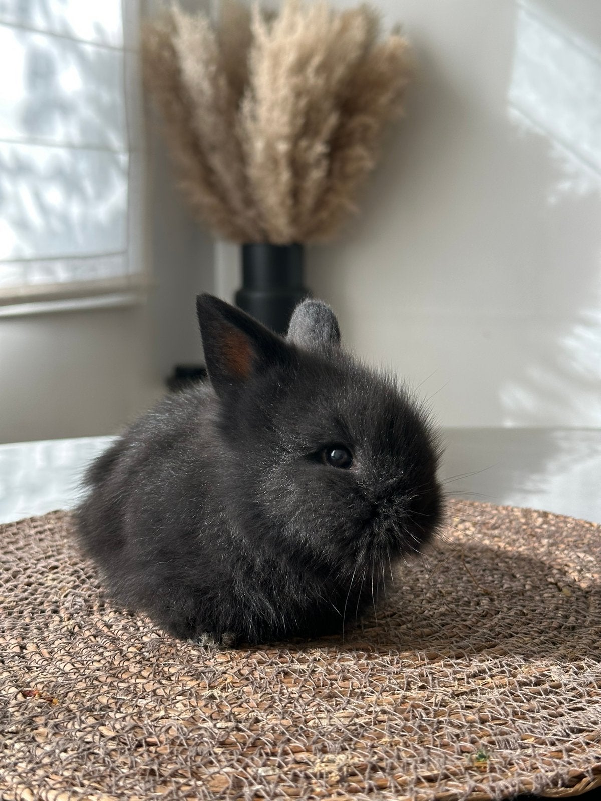 Lionlop x teddydwerg, Dieren en Toebehoren, Konijnen, Hangoor