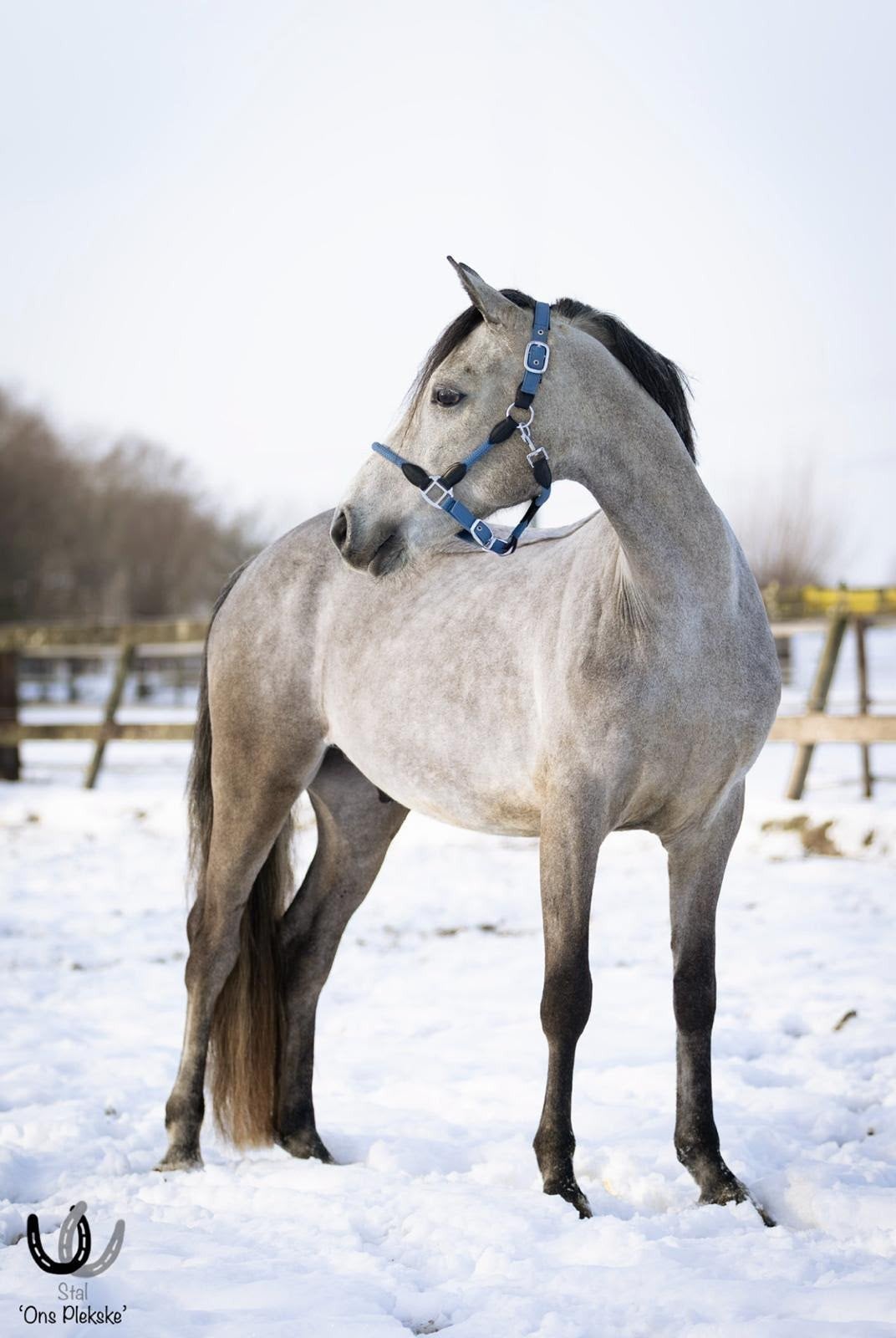 Superknappe allround connemara D-pony!, Animaux & Accessoires, Poneys, Hongre, B, Poney D (1.37 m à 1.48m), 3 à 6 ans, Avec pedigree