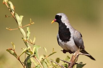 Zwartmaskerduifjes ruilen, Dieren en Toebehoren, Mannelijk, Tropenvogel, Geringd