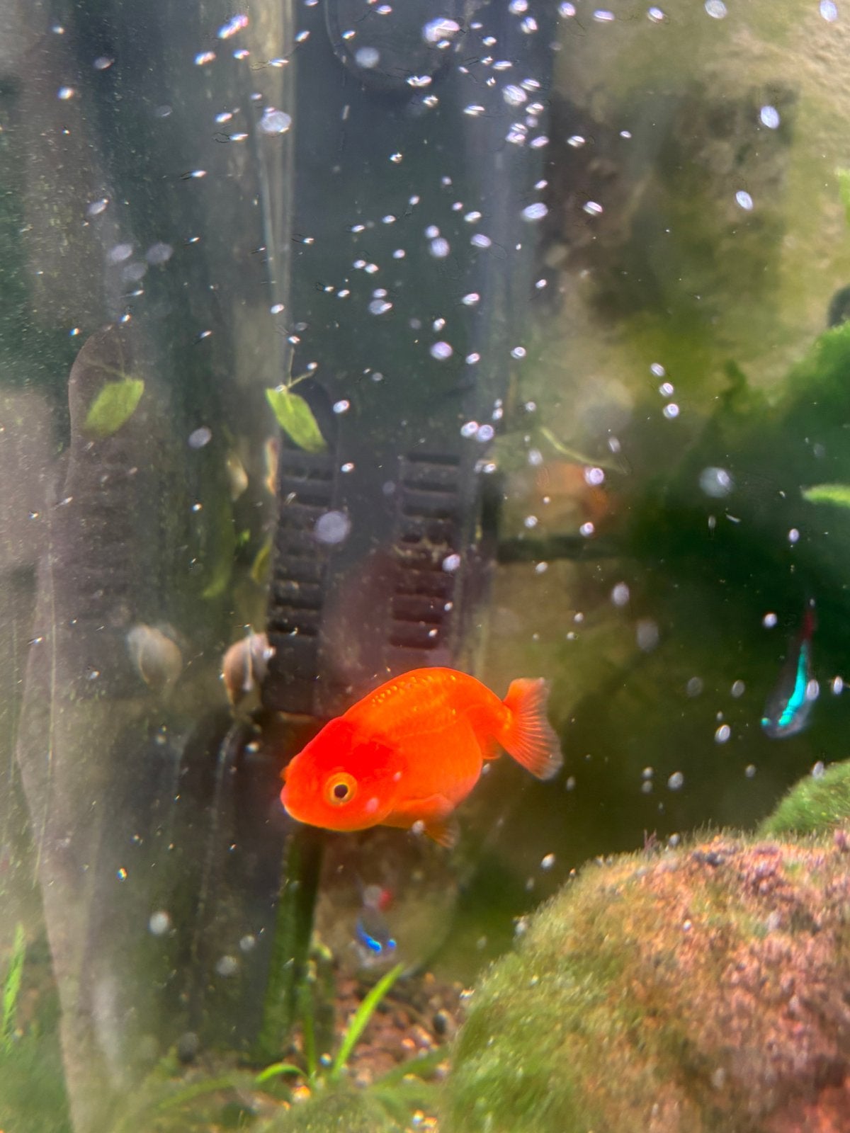 2 vissen te koop, Poisson, Poisson d'eau douce