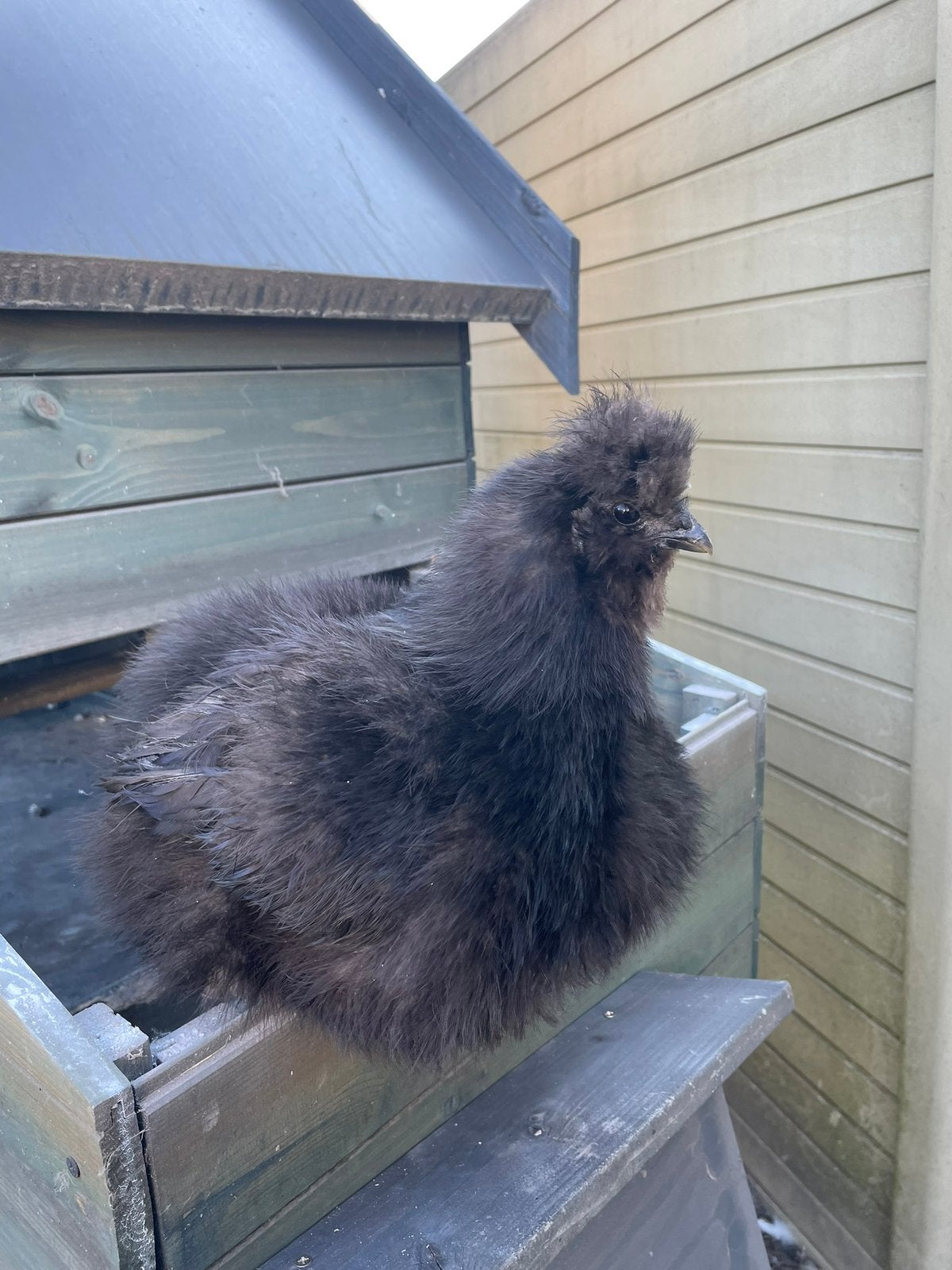 Zijdehoen hen aan de leg, Dieren en Toebehoren, Vrouwelijk, Kip