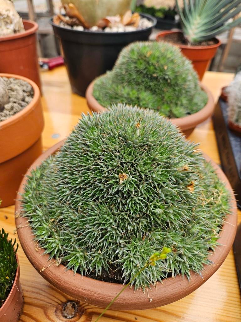 Abromeitiella brevifolia, Enlèvement ou Envoi