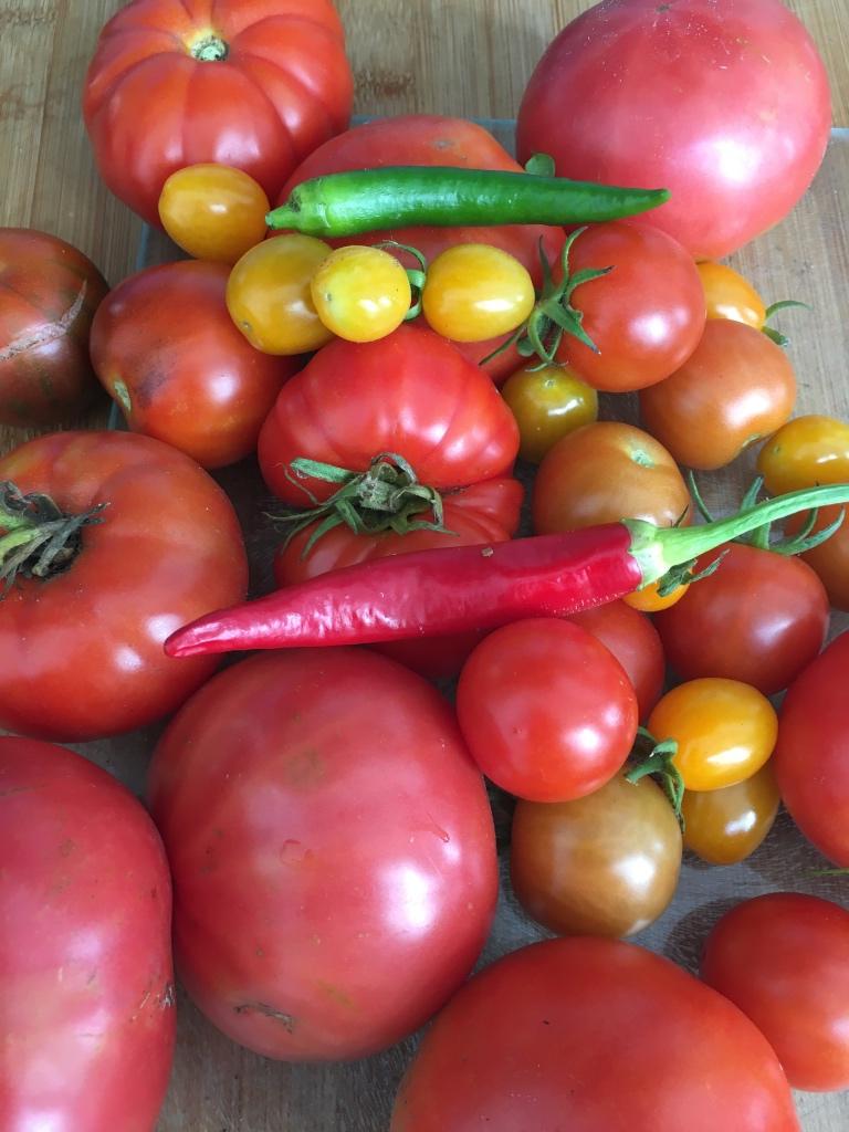1) grote sortering zaden van bijzondere tomaten, Tuin en Terras, Verzenden, Voorjaar, Volle zon, Zaad