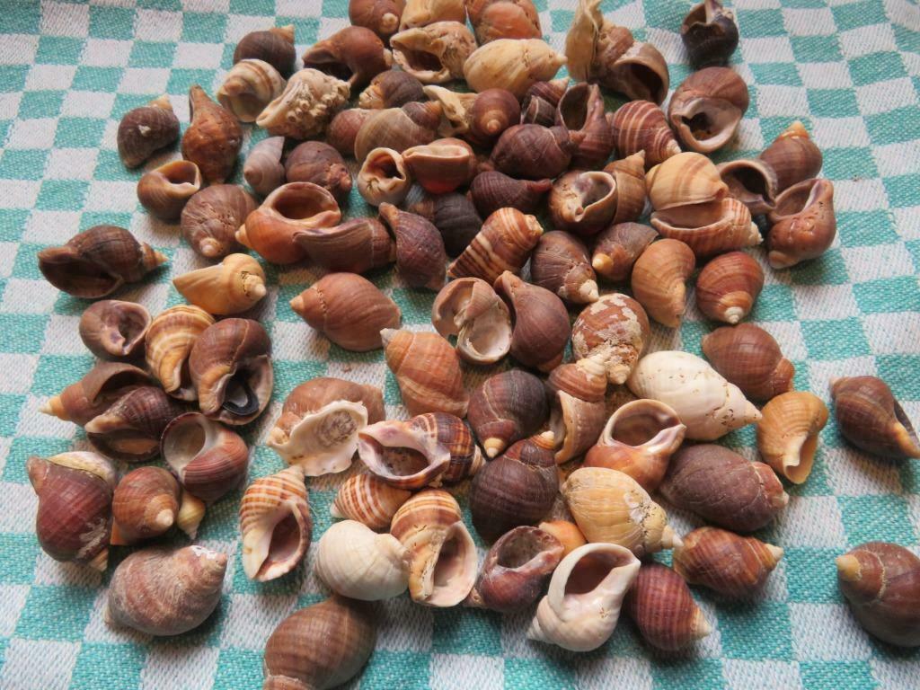 Schelpen: Purperslakken, Ophalen of Verzenden