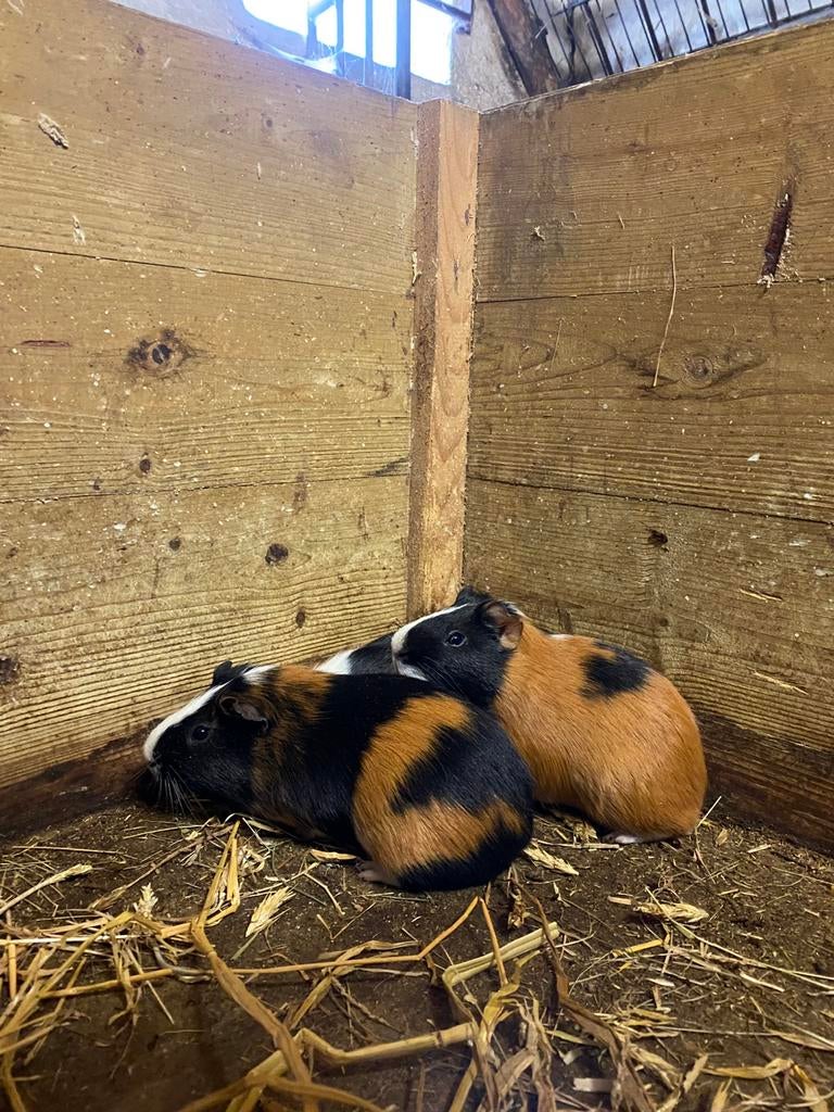 Cavia’s te koop, Dieren en Toebehoren, Cavia, Mannelijk, Juli, Tam
