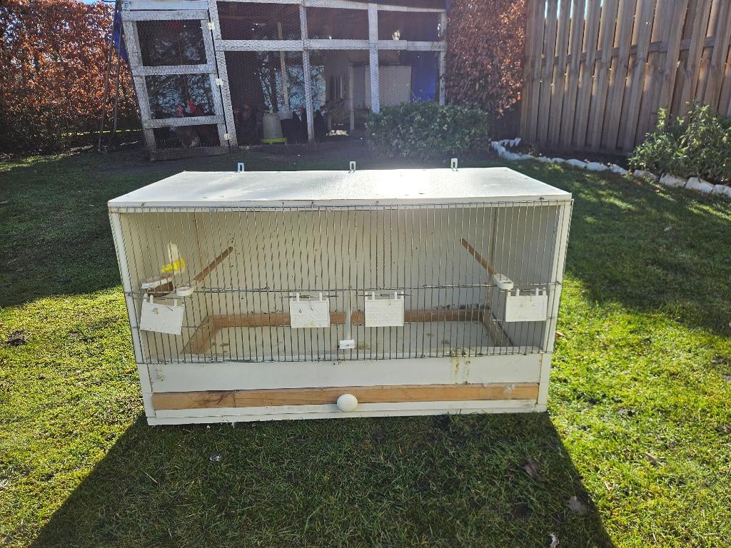 Kweekkooien, Dieren en Toebehoren, Vogels | Kanaries