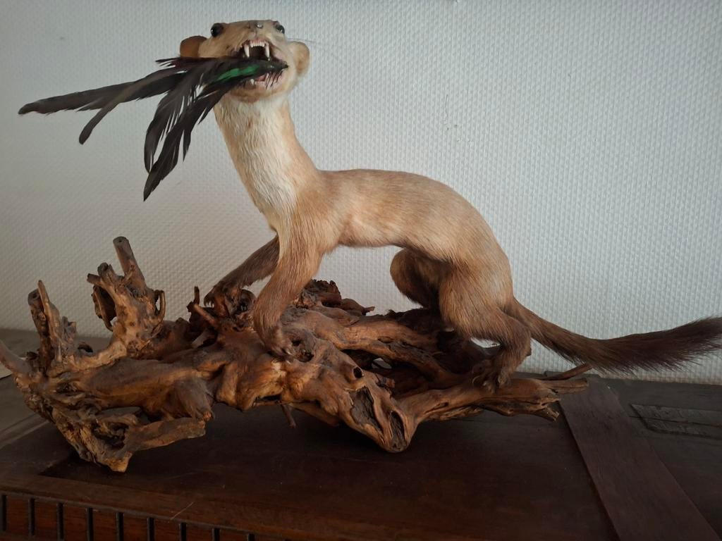 Taxidermie : Fouine, Enlèvement, Utilisé