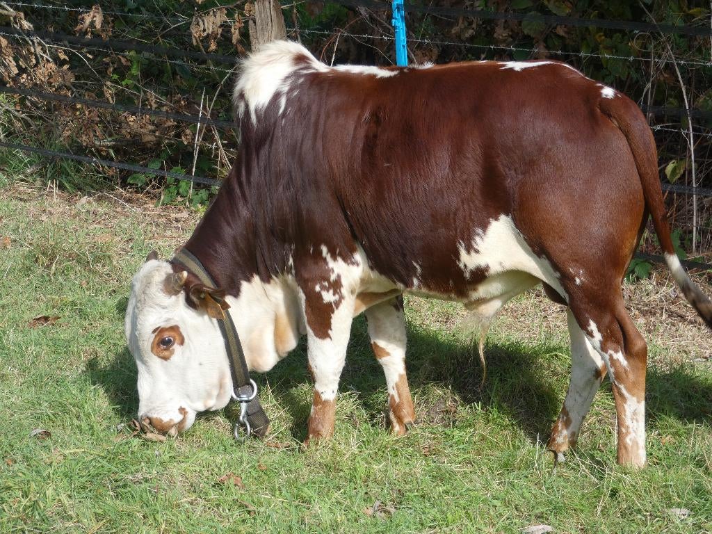 Mini-zeboe stier (dwergrund - dwergzeboe - zebu), Dieren en Toebehoren, Runderen, Mannelijk