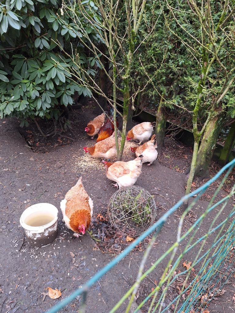 Broedeieren van marans tarwe