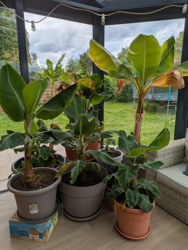 Bananier d'intérieur (plusieurs tailles), Jardin & Terrasse, Enlèvement