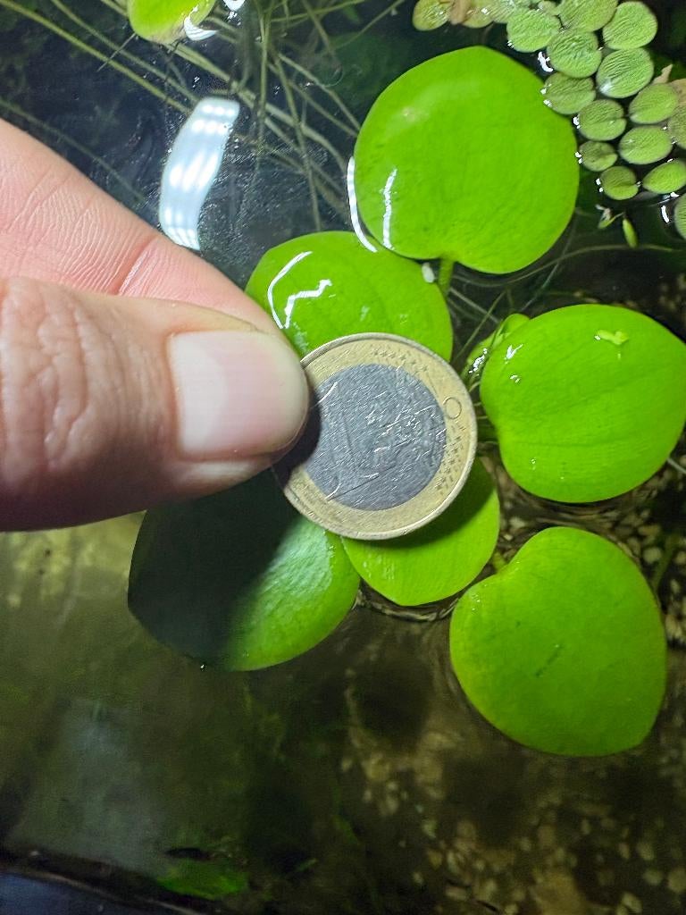 Amezon frogbit, Dieren en Toebehoren, Ophalen, Zo goed als nieuw, Plant(en), Steen of Hout