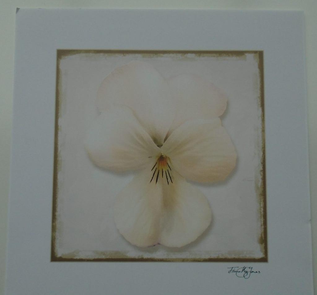 POSTER 33x33 cm BLOEMEN EN DIEREN DIVERSE 11 stuks NIEUW, Huis en Inrichting, Ophalen of Verzenden, Nieuw, Minder dan 50 cm, Foto of Poster